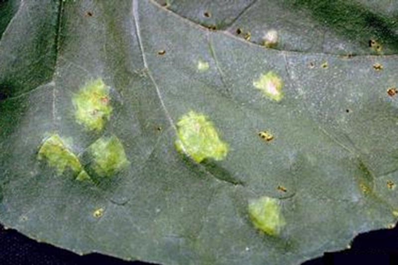 A close up of a large green leaf showing the symptoms of white rust, white spots over the surface.