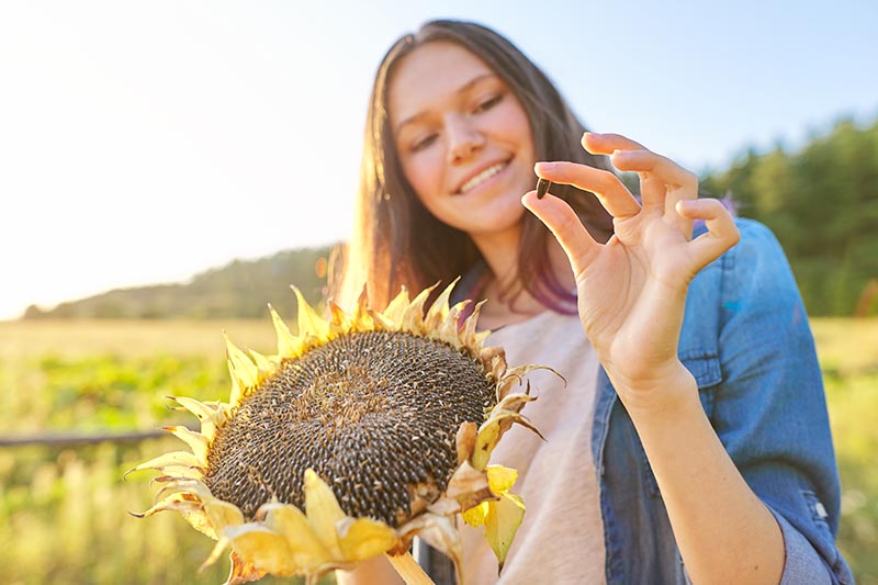 A close up of a woman holding a sunflower head in one hand, and a seed in the other, pictured in the garden in bright sunshine.