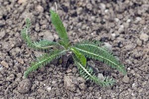 Yarrow Path How to Grow and Care for Yarrow | Gardener’s Path