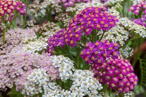 A close up of a variety of different colored Achillea flowers growing in the garden.