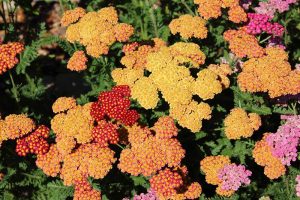 A close up top down picture of yarrow with various different colored flowers, growing in the garden pictured in bright sunshine.