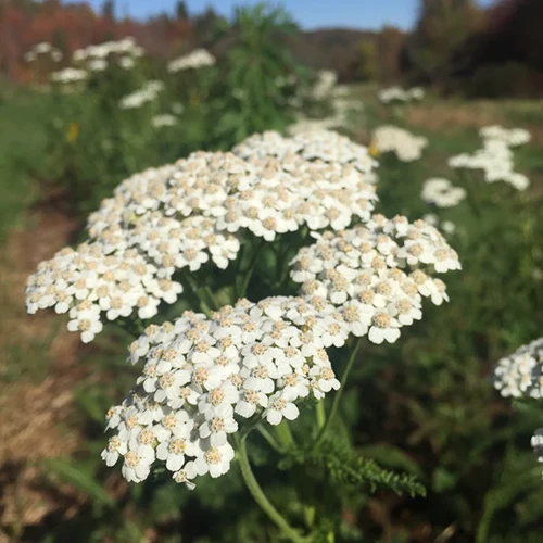 A close up square image of white yarrow flowers growing in the garden pictured on a soft focus background.