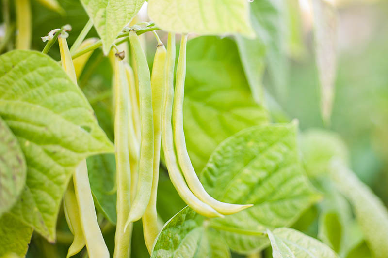 A close up of a Phaseolus vulgaris bush with yellow beans surrounded by foliage pictured in bright sunshine on a soft focus background.