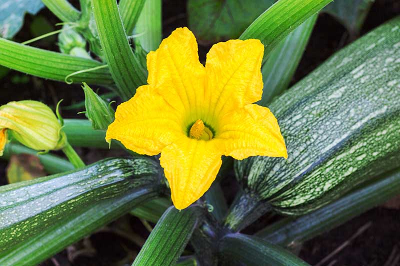 A close up of a bright yellow Cucurbita pepo flower growing in the garden.