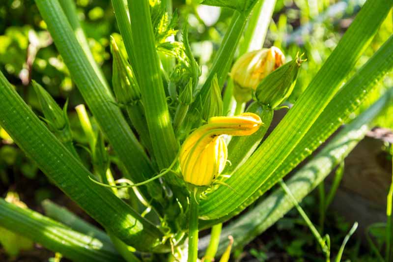 A close up of the bright yellow flower of a zucchini plant, growing in the garden, in light sunshine on a soft focus background.
