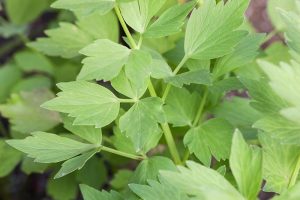 Growing Lovage: An Uncommon Herb with Many Uses