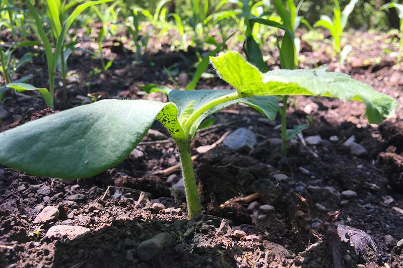 A close up of a Cucurbita pepo seedling growing in the garden in light sunshine.