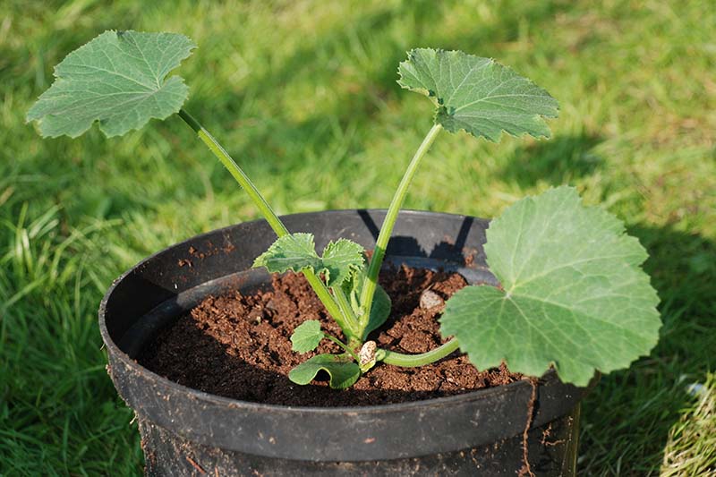 A close up of a young courgette plant growing in a black plastic container, set on a lawn in bright sunshine.