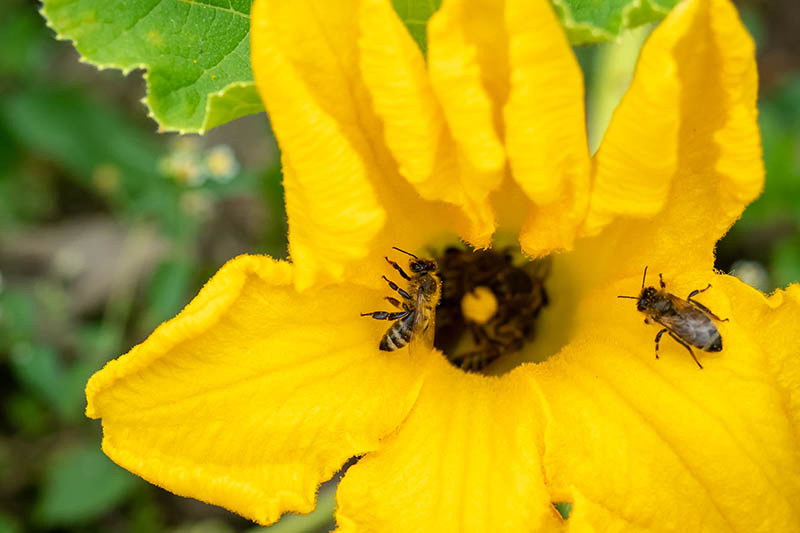 A close up of a bright yellow courgette flower with two bees, on a soft focus background.