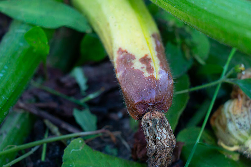 A close up of a courgette fruit that has become diseased and is starting to rot at the end.