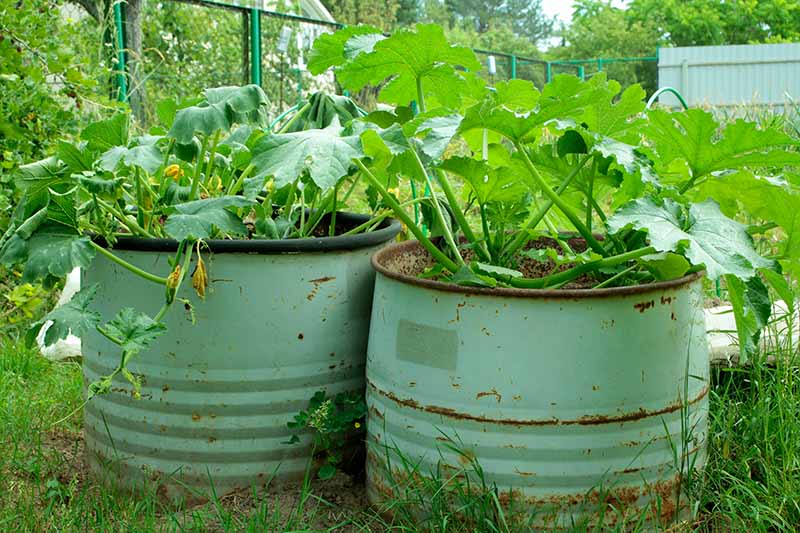 A close up of two large metal containers with courgette plants growing in the garden.