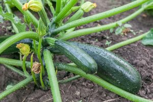 A close up of a healthy courgette plant growing in the garden with dark green fruit and soil in soft focus in the background.