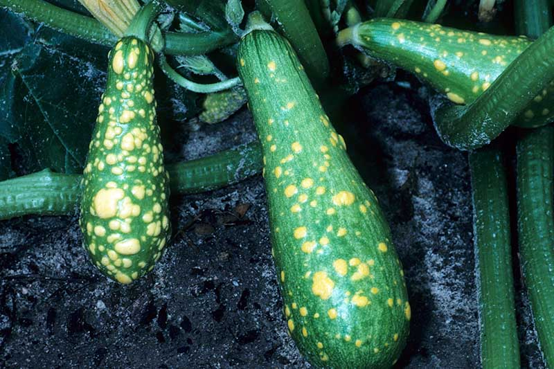 A close up of courgette fruits suffering from mosaic virus where the skin has gone yellow and mottled, with soil in the background in soft focus.