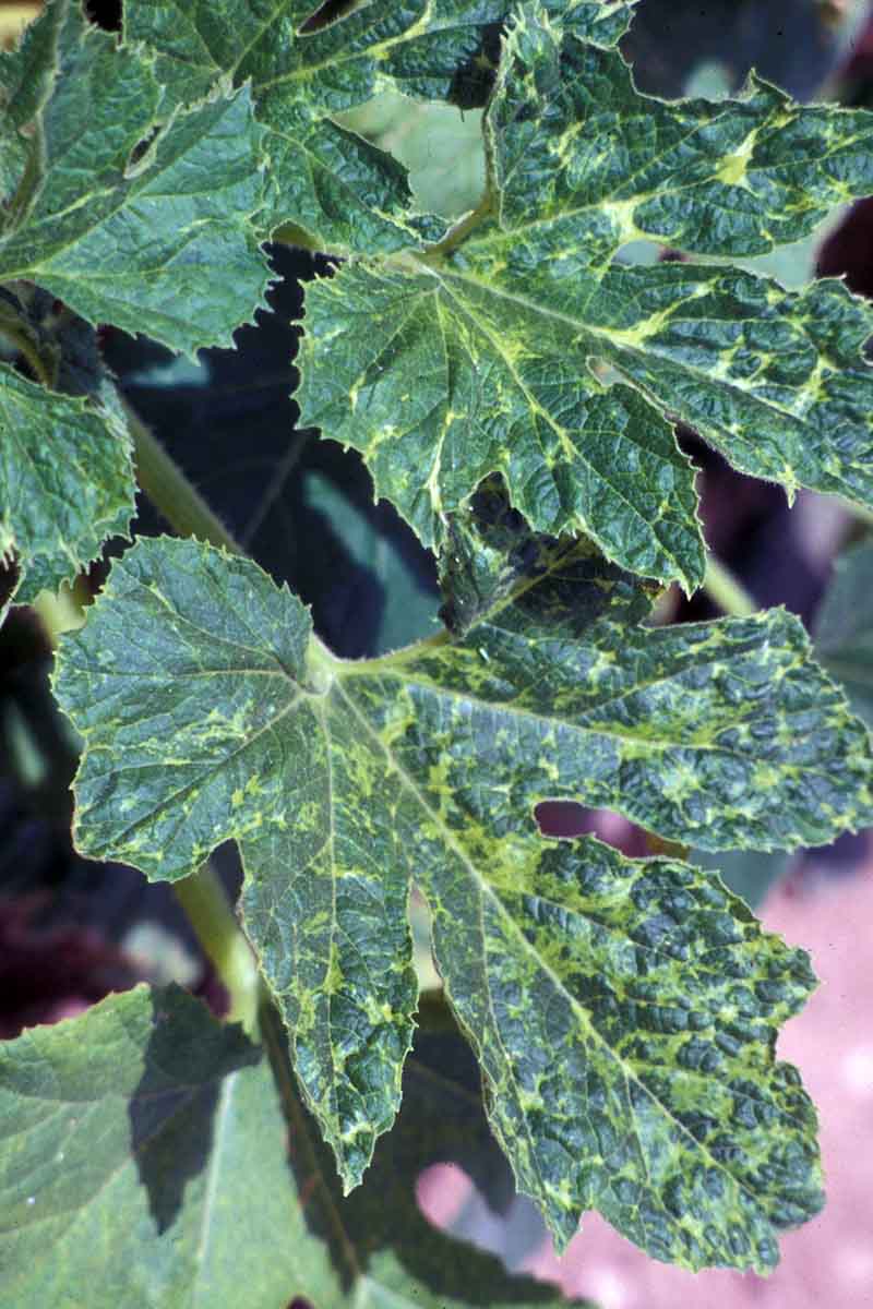 A vertical close up picture of the leaves of a courgette plant suffering from mosaic virus causing discoloration and mottling.