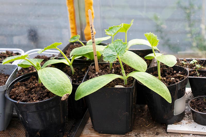 A close up of young courgette plants growing in small black pots in a greenhouse on a soft focus background.
