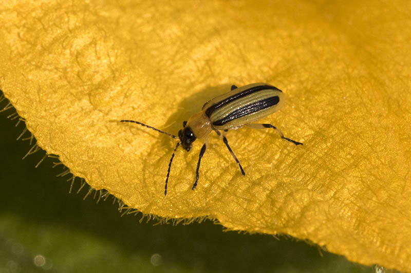 A close up of a cucumber beetle on a yellow flower petal, in light sunshine on a soft focus background.