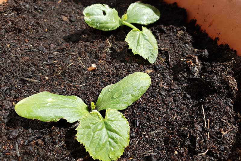 A close up of two small courgette seedlings planted in a large pot in rich, moist soil.