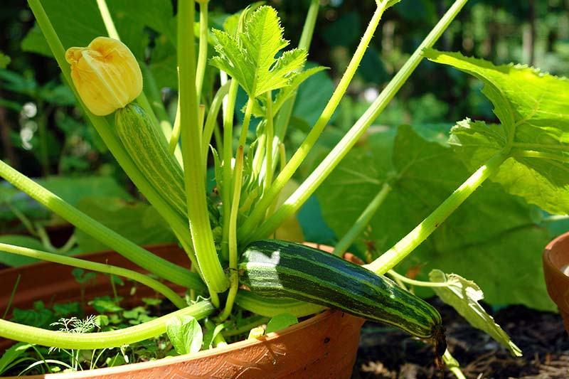 A close up of a courgette plant growing in a terra cotta colored container in sunshine, with striped fruits developing on a soft focus background.