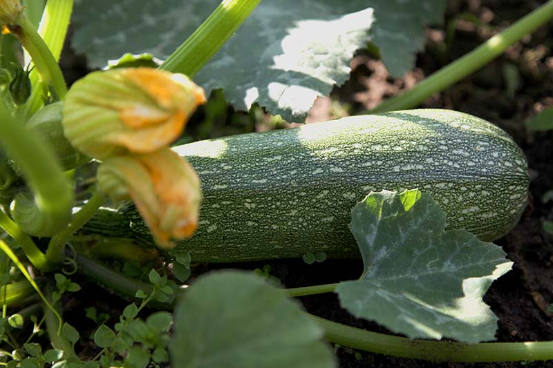 A close up of a gray flecked courgette that's ready to harvest, pictured in filtered sunshine on a soft focus background.