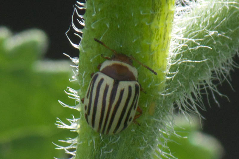 A close up of a small striped beetle feeding on the green stem of a plant, pictured on a soft focus background.