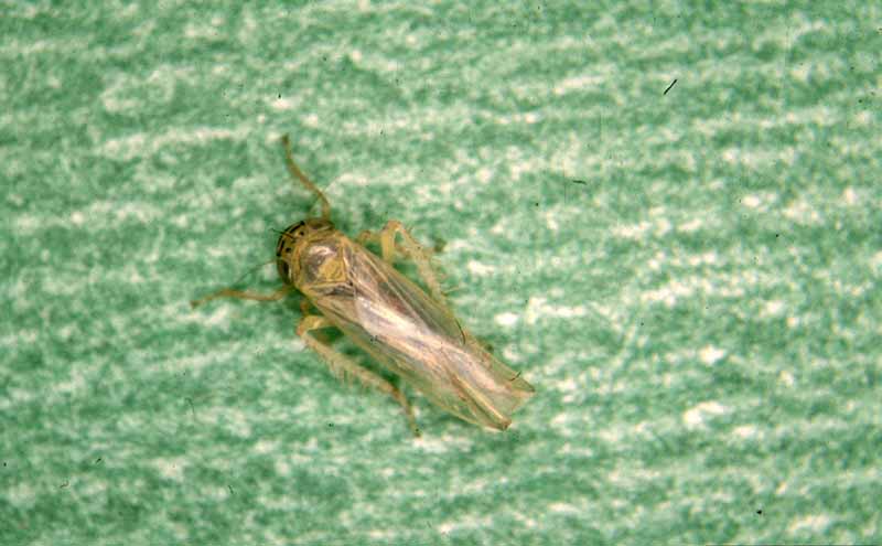 Top down view of a aster leafhopper (Macrosteles quadrilineatus).