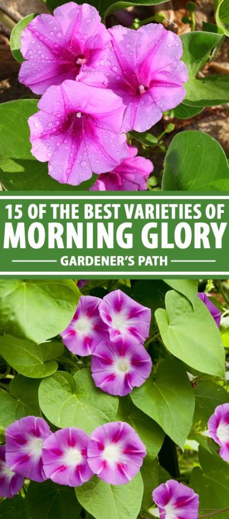 A collage of photos showing different hues of lavender and purple colored morning glory flowers.