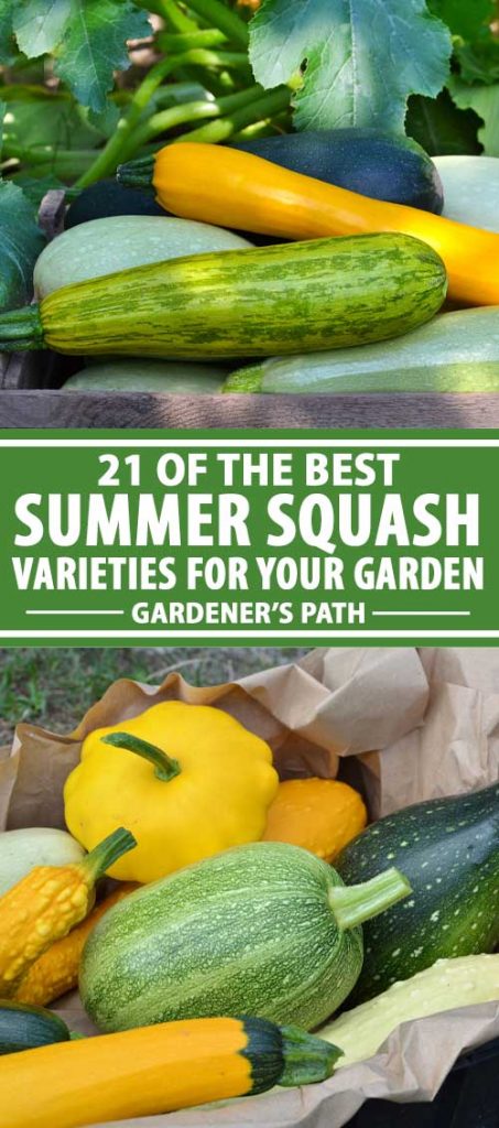 A collage of photos showing different types of summer squash.
