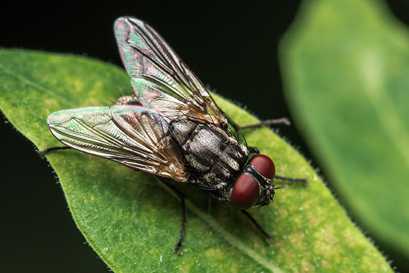 A close up of a housefly on a green leaf pictured on a soft focus background.
