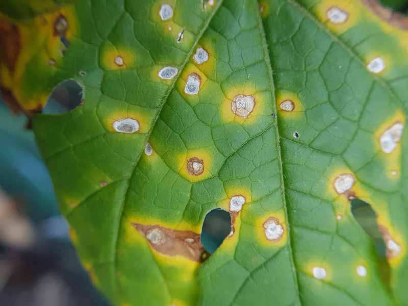 A close up of a leaf suffering from Alternaria leaf spot, with circular lesions surrounded by yellow tissue.