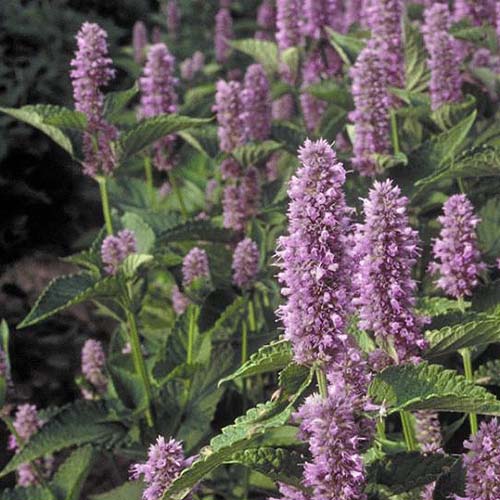 A close up of Agastache foeniculum growing in the garden, with light purple flowers and green foliage.