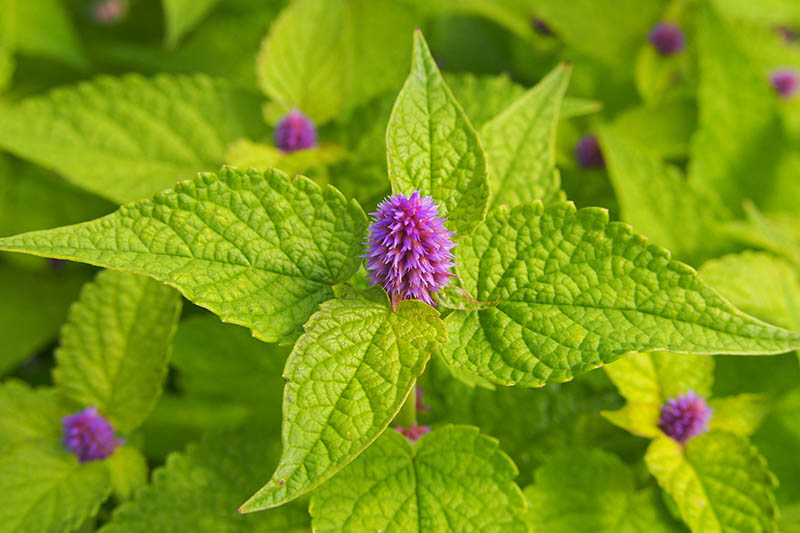A close up of the light green foliage of Agastache foeniculum, with a small bright pink flower just beginning to bloom.