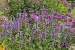 How to Grow and Care for Anise Hyssop Flowers
