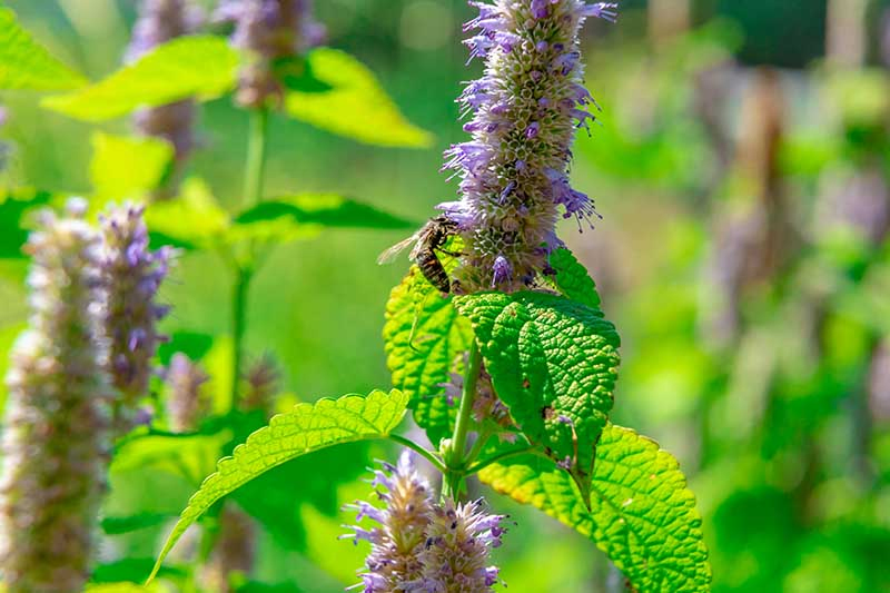 A close up of a bee feeding on the tall, upright flower stem of Agastache foeniculum, pictured in bright sunshine in the summer garden.