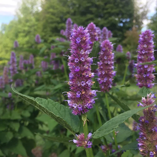 A close up square image of anise hyssop flowers growing in the garden.