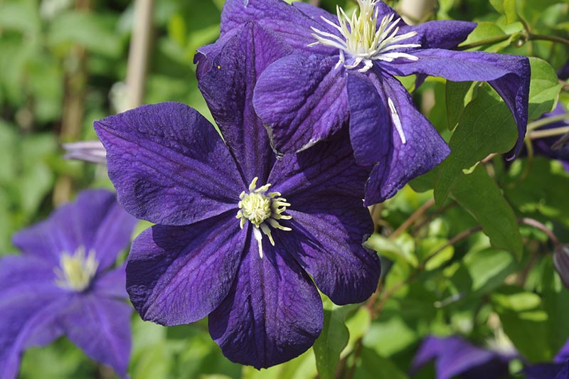 A close up of the deep purple flowers with contrasting yellow center of the 'Aotearoa' clematis cultivar, pictured in light sunshine with foliage in soft focus in the background.