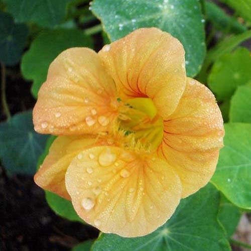 A close up of an orange nasturtium flower, of the 'Apricot' variety, growing in the garden with foliage in soft focus in the background.