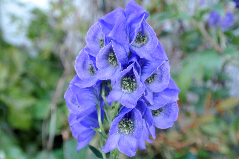 A close up of Aconitum carmichaelii 'Arendsii' with light blue flowers, pictured on a soft focus background.