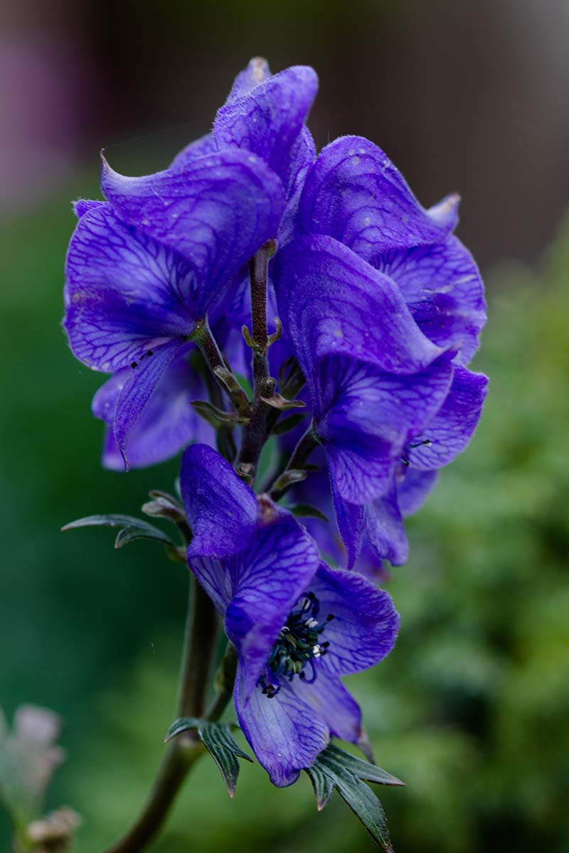 A close up vertical picture of the bright blue flowers of Aconitum carmichaelii growing in the fall garden, pictured on a soft focus background.
