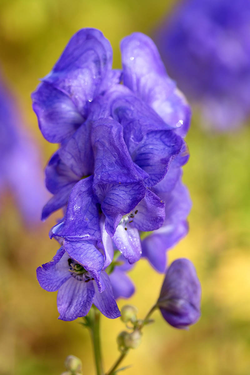 A close up vertical picture of Aconitum carmichaelii, with bright blue flowers, pictured on a soft focus background.