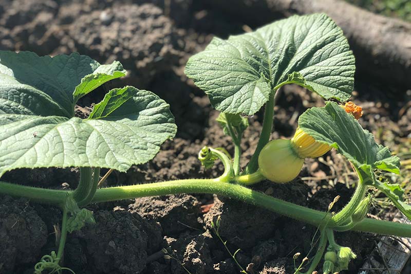 A close up of a tiny gourd developing on the vine, pictured in bright sunshine, with soil in soft focus in the background.