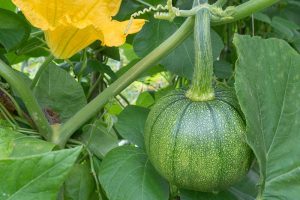 How to Hand-Pollinate Your Pumpkin Plants