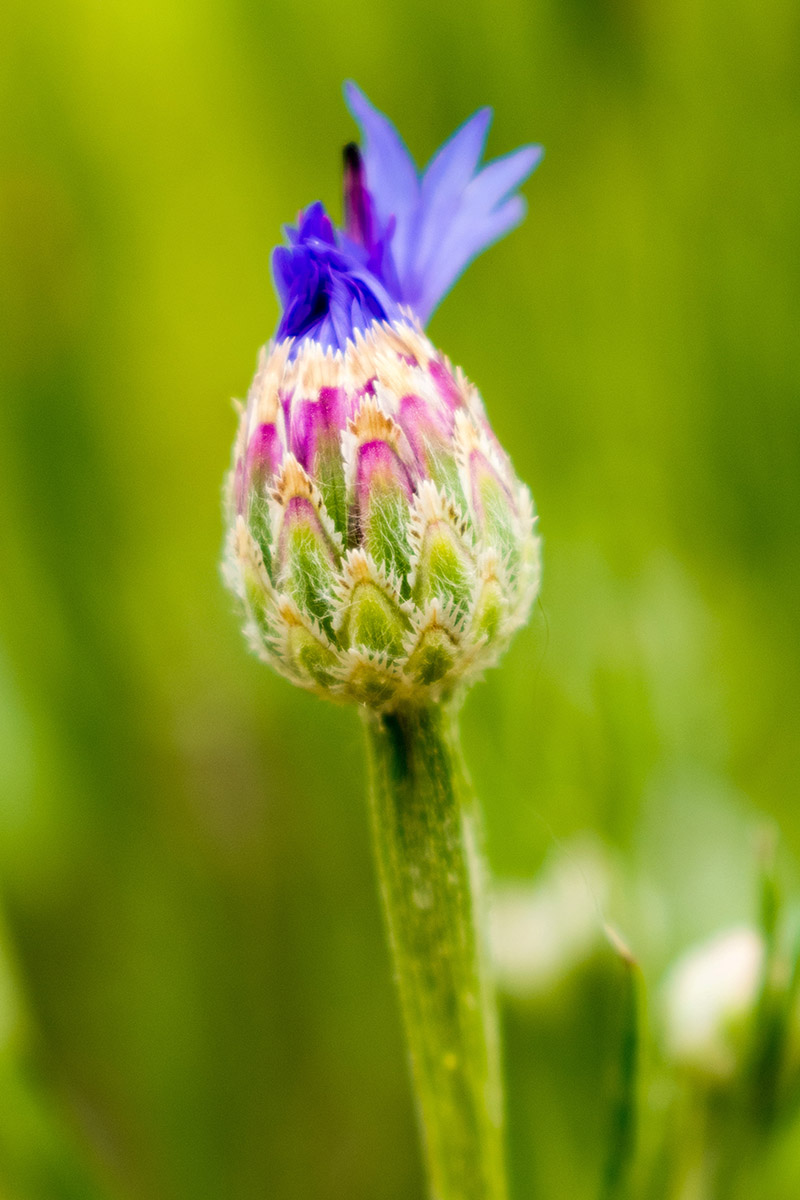 A close up vertical picture of a flower bud that is just starting to open, pictured on a soft focus background.