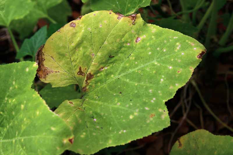 A close up of a leaf suffering from bacterial leaf spot, showing yellow and brown lesions on the surface of the foliage.
