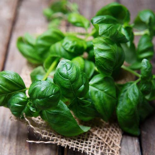 A close up of freshly harvested sweet basil, set on a wooden surface.