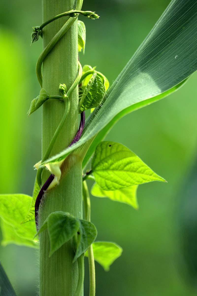 A close up vertical picture of a pole bean climbing up the stem of a corn plant, pictured in light sunshine on a soft focus background.