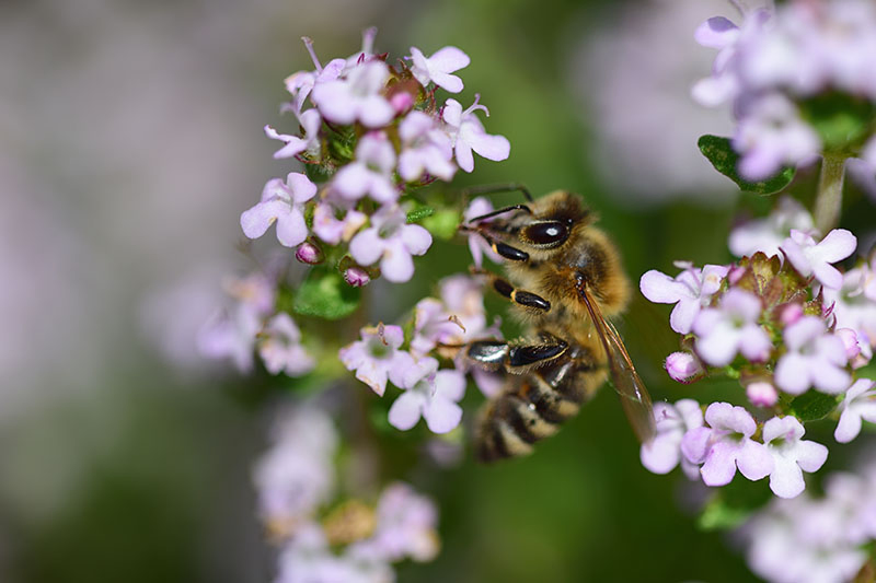 A close up of a bee landing on a Origanum majorana flower, pictured on a soft focus background.