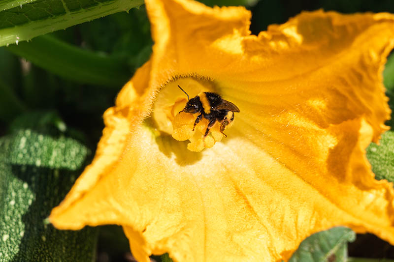 A close up of a bee inside a bright orange female pumpkin flower pollinating the pistil.