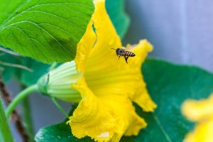 A close up of a bee entering a bright yellow, trumpet-shaped flower, with foliage in soft focus in the background.