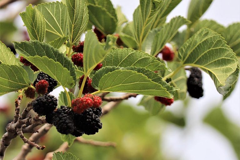 The Uses and Benefits of Boysenberries | Gardener’s Path