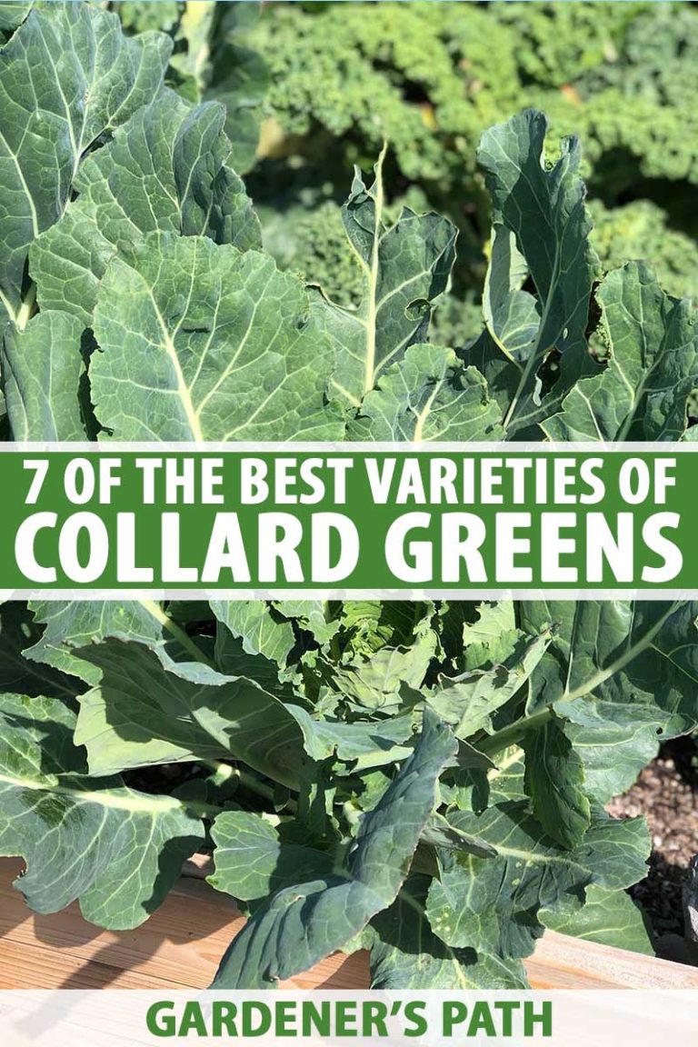 7 of the Best Collard Green Cultivars | Gardener’s Path